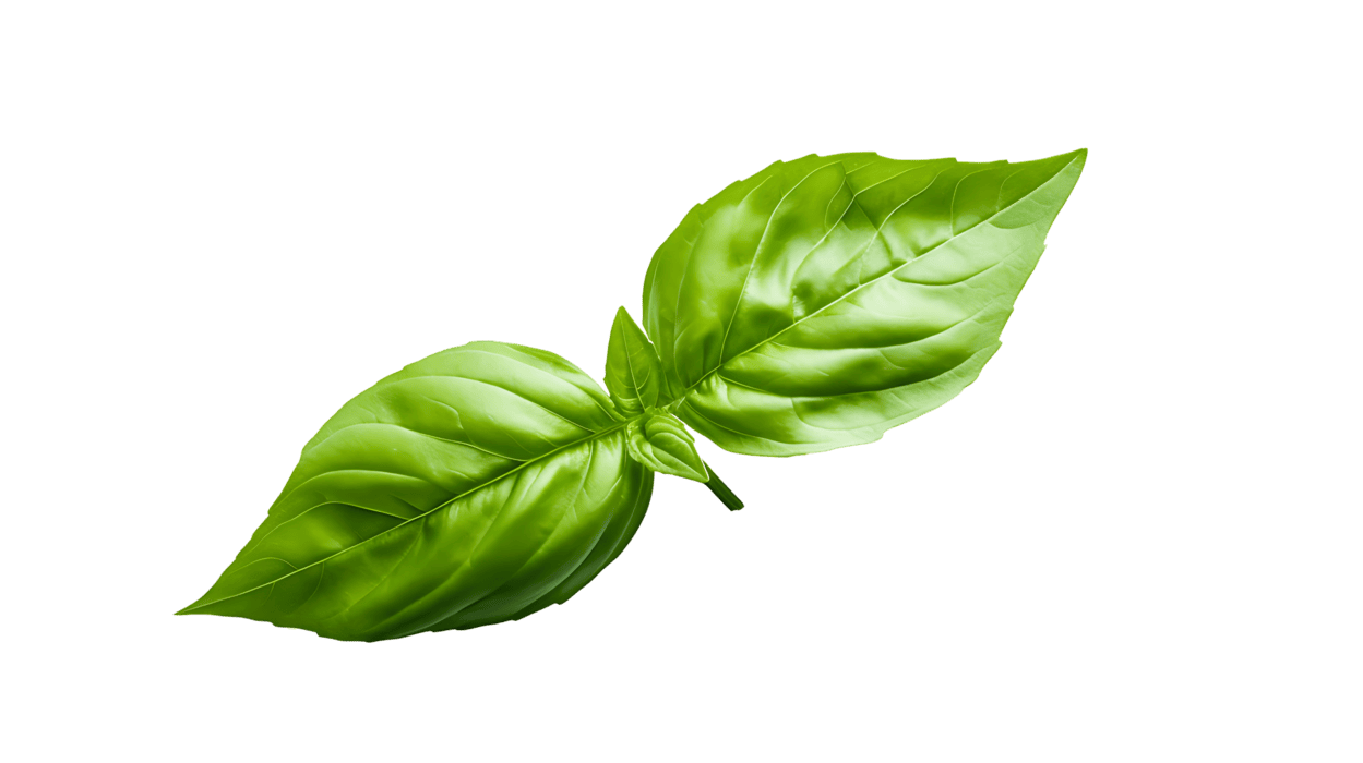 basil leaf